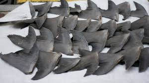 shark fin wiki.jpg